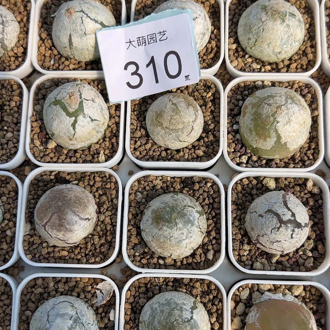 量拍大灯泡1颗尺寸不低于2.0脱土发