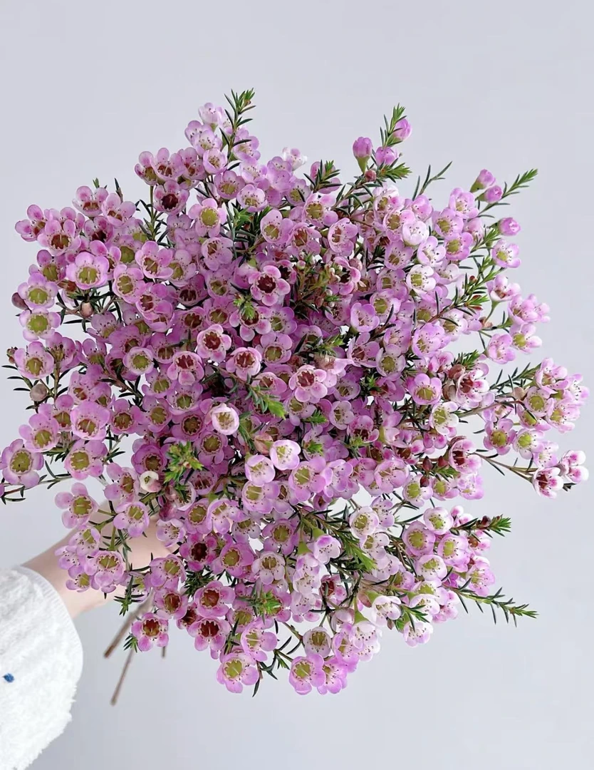 【陌上花开】腊梅-草花 适合居家养的长花期花