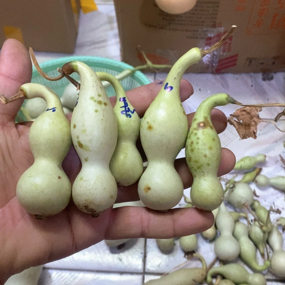 用****6文玩葫芦青皮葫芦