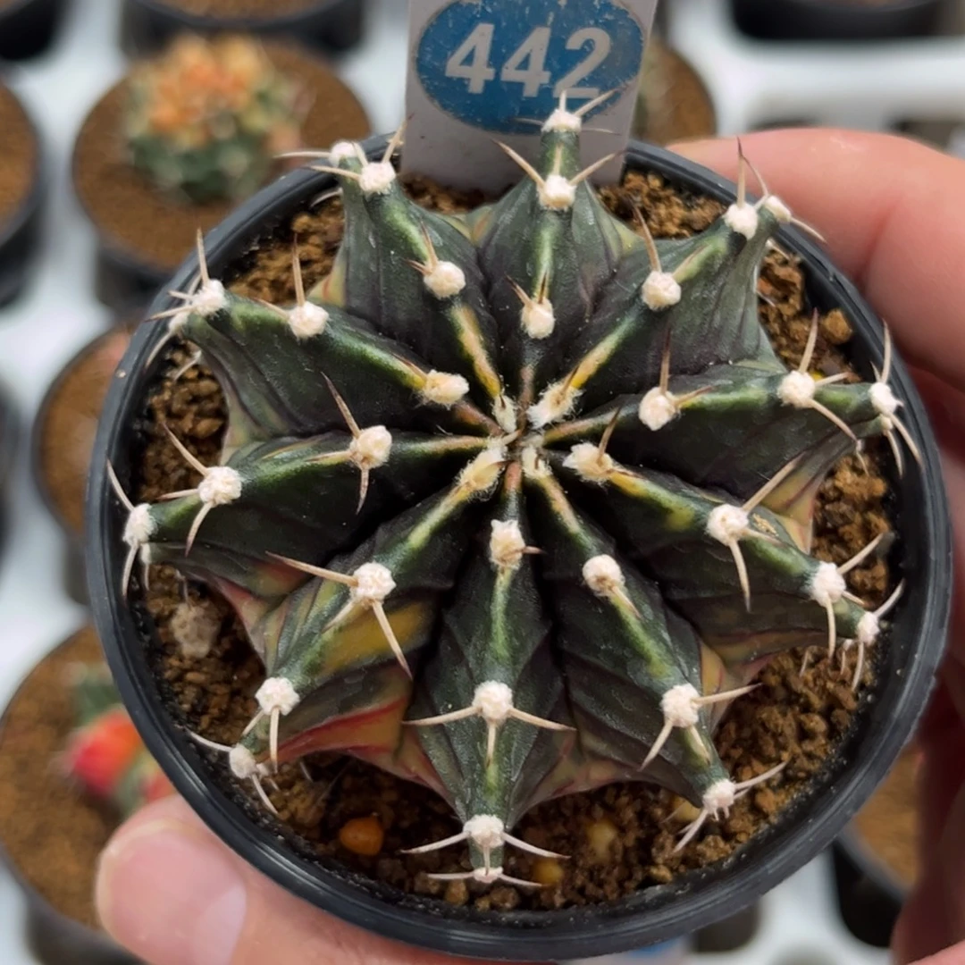 442实生肋骨牡丹锦