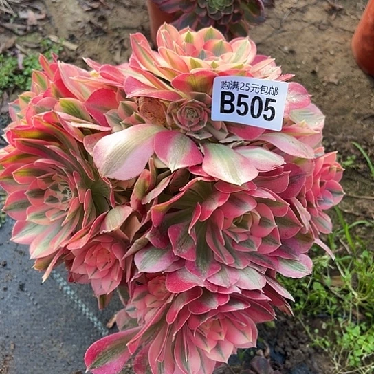 马*马一颗多肉法师植物