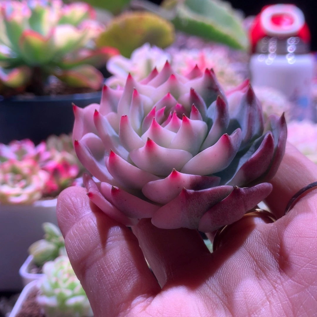 圆叶吉娃娃覆轮锦砍头