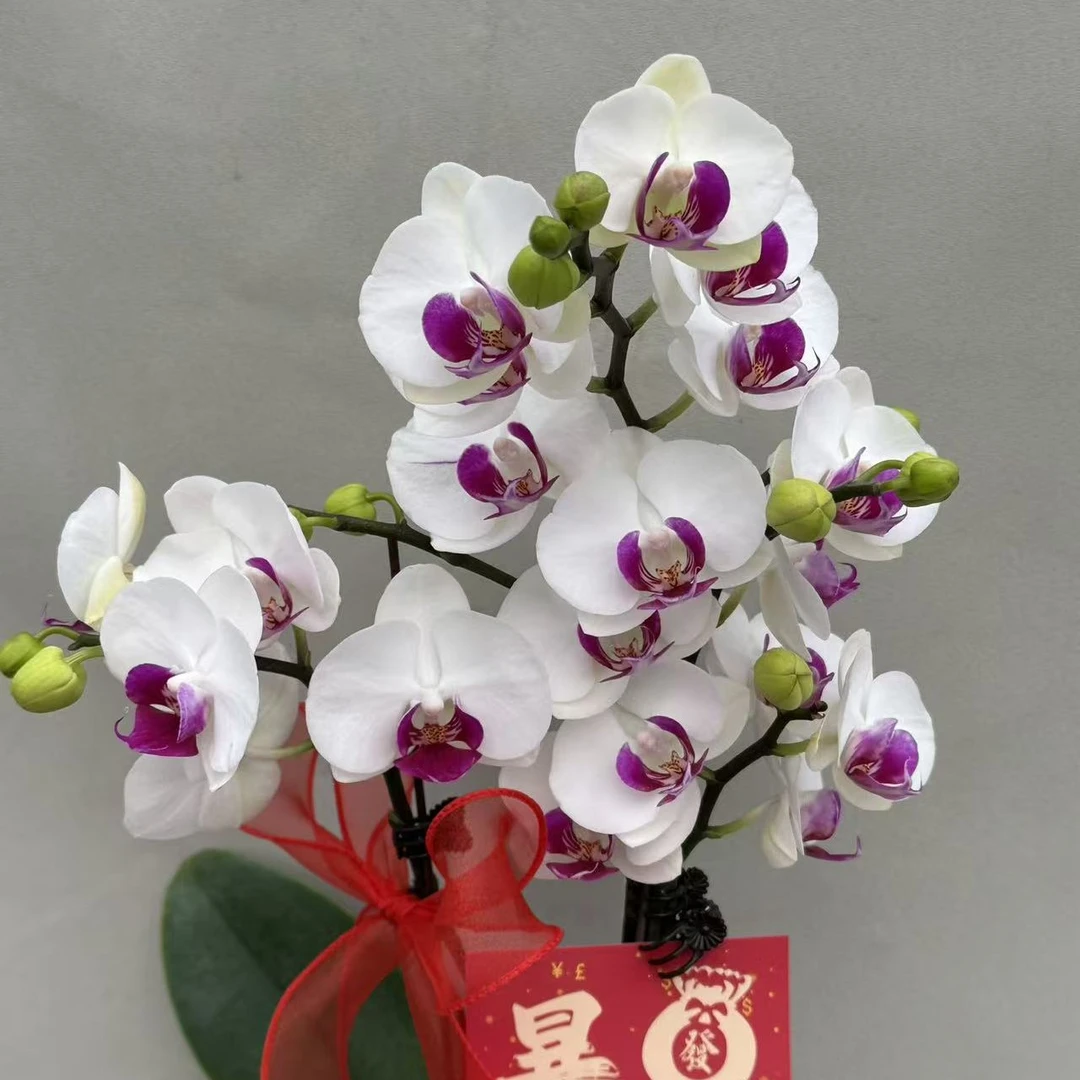 （避风港3-5）蝴蝶兰 花期长 配陶瓷盆