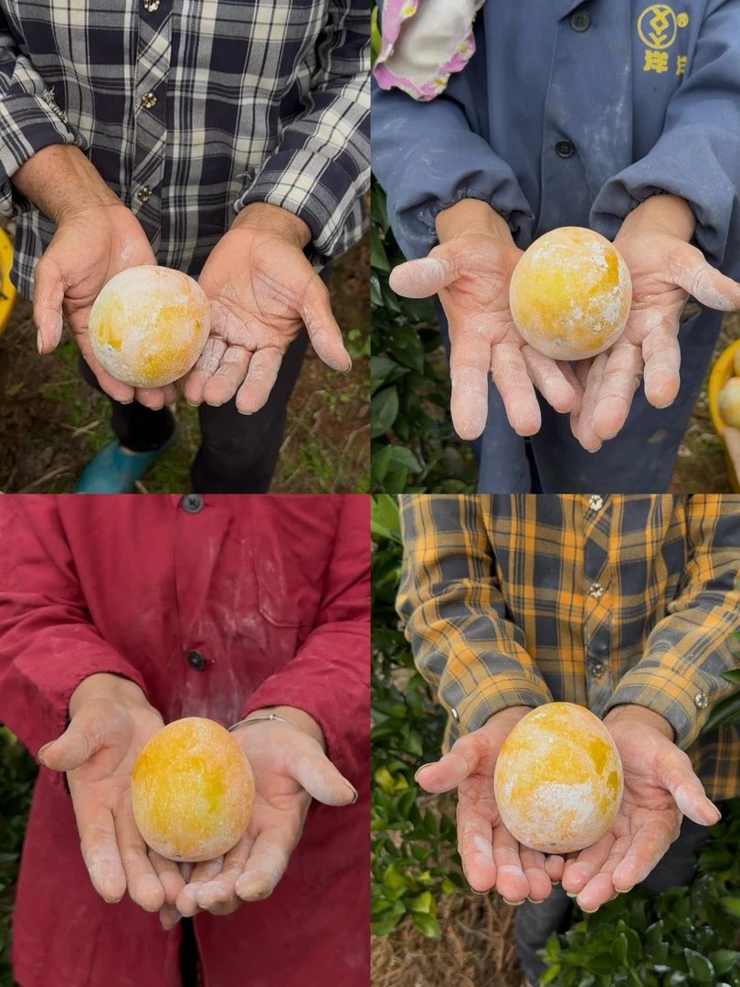 正宗江西赣南脐橙（京东包邮）龙勾石灰橙产地直发新鲜现摘现发橙子