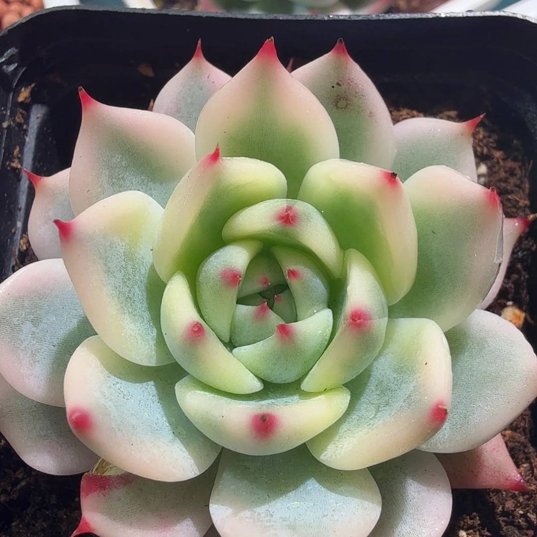 吉娃娃锦，多肉植物