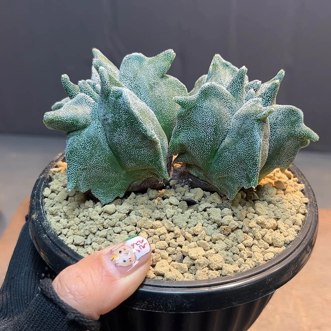 双头角尤Zzzzzzzzzz