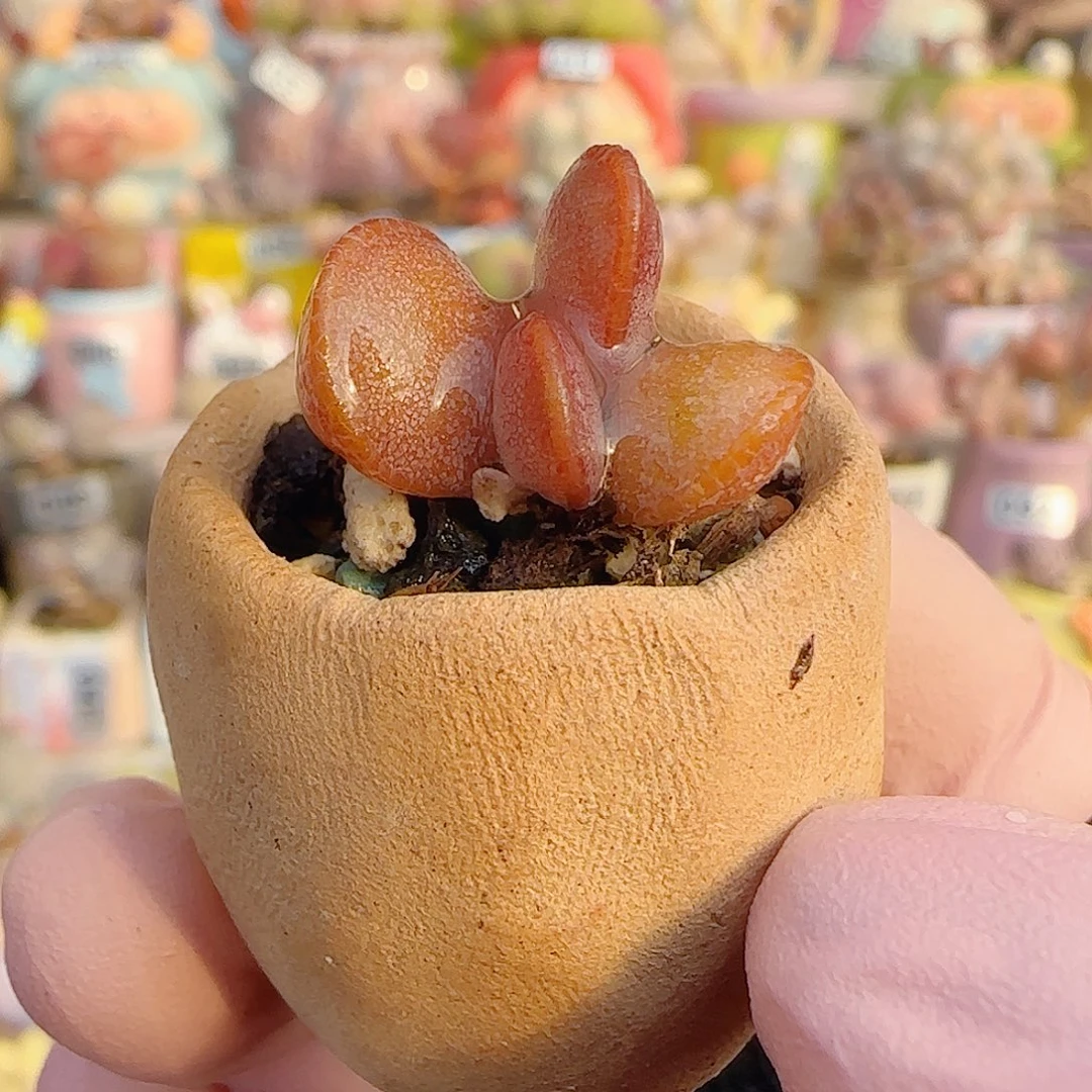 L可爱金丝蛋 带盆土