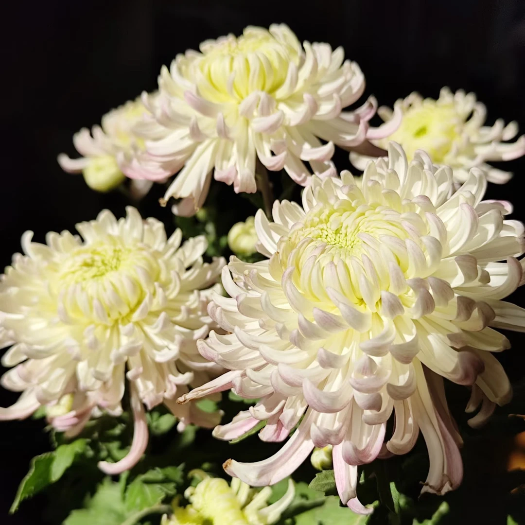 【西施出浴】独头九月大菊菊花原盆原土田园花卉优质大花植物盆栽