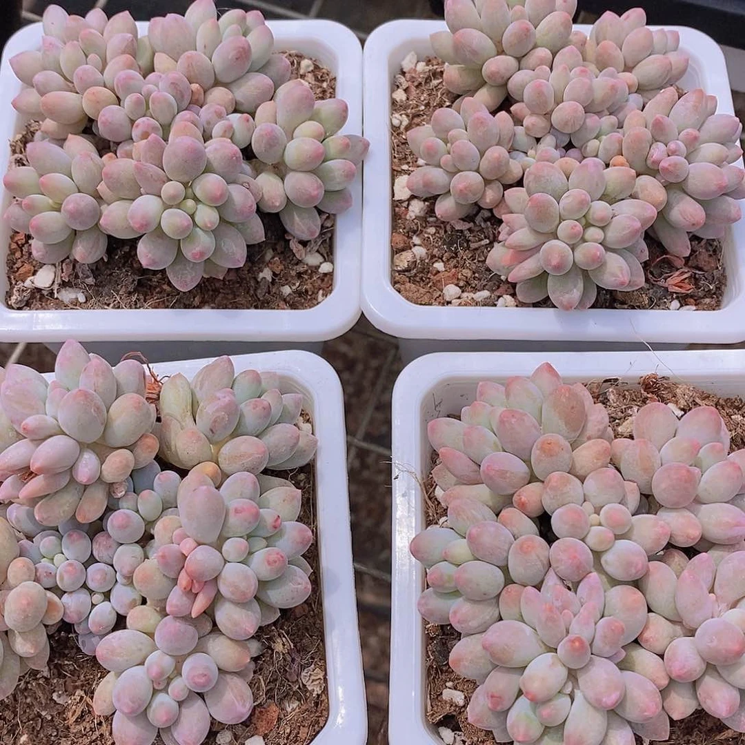 18- 白方婴儿手指群福利一颗量拍