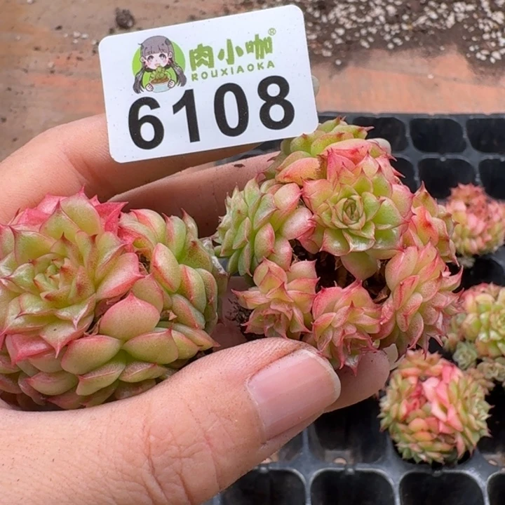 泡***x多肉植物多肉植物