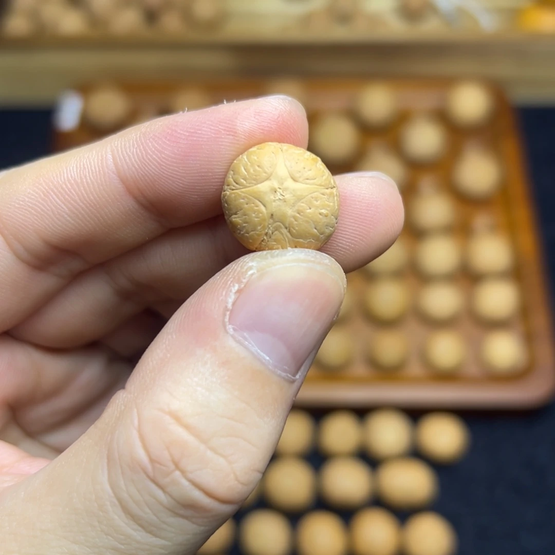 手串凤眼菩提16.1五星上将