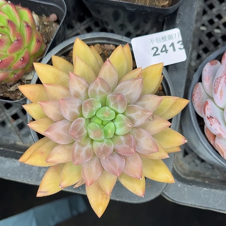 阿雅园艺。          2413水晶球