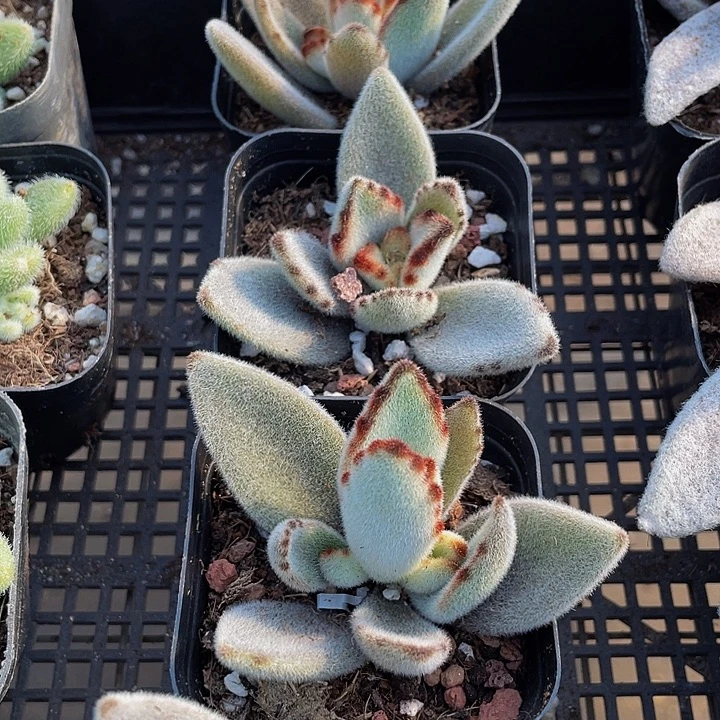 月兔2.8带盆土发货