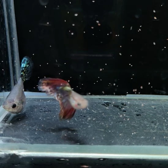 孔雀鱼蛇纹短体一对888