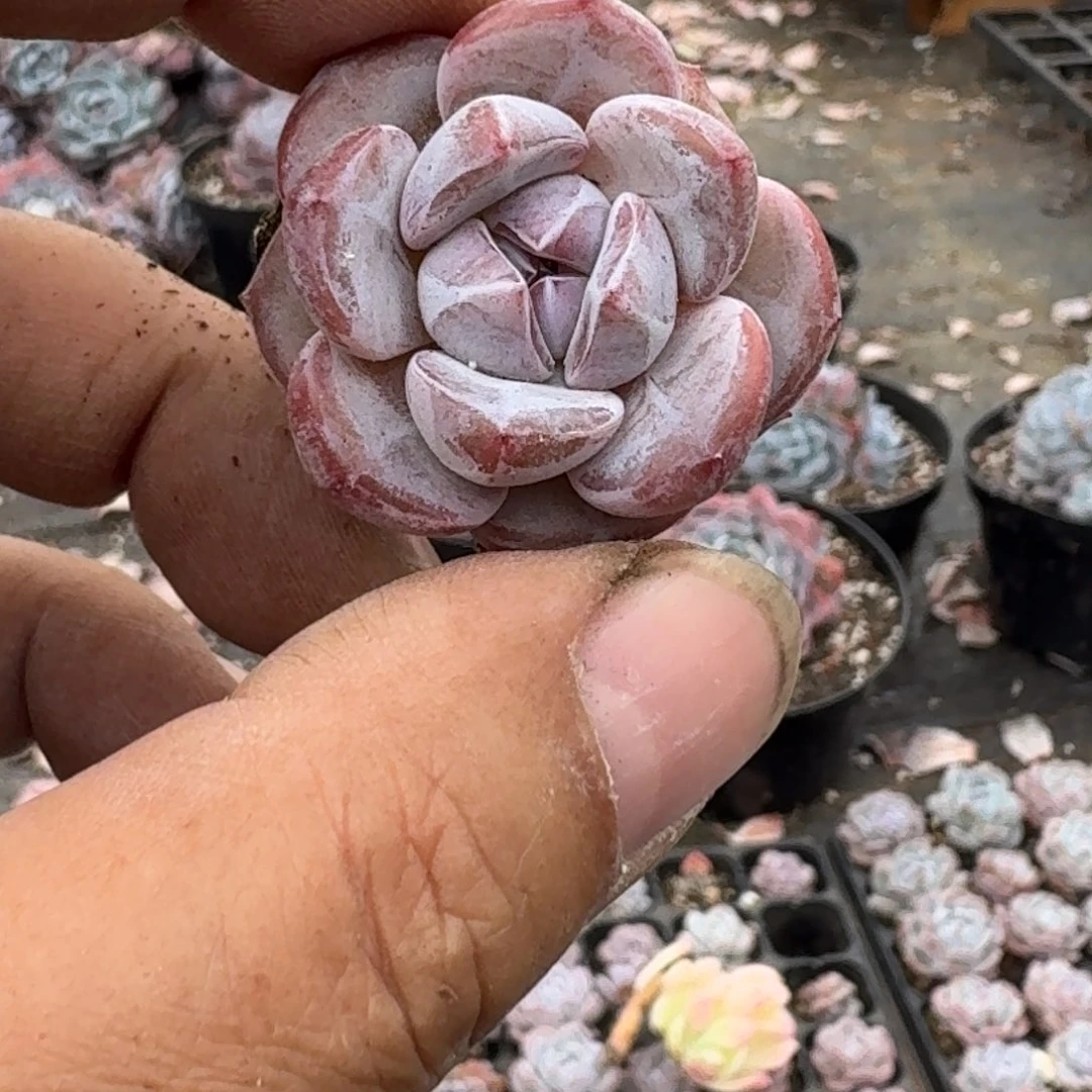 星影穴盘3厘米10棵