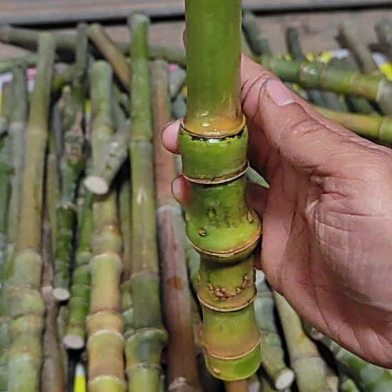 老***蔡多大的地方吃吃吃