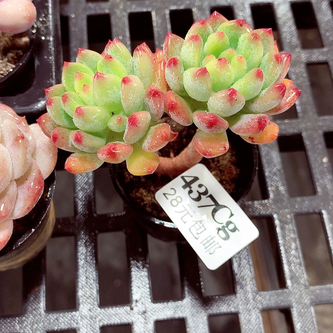 5厘米盆精控多肉437