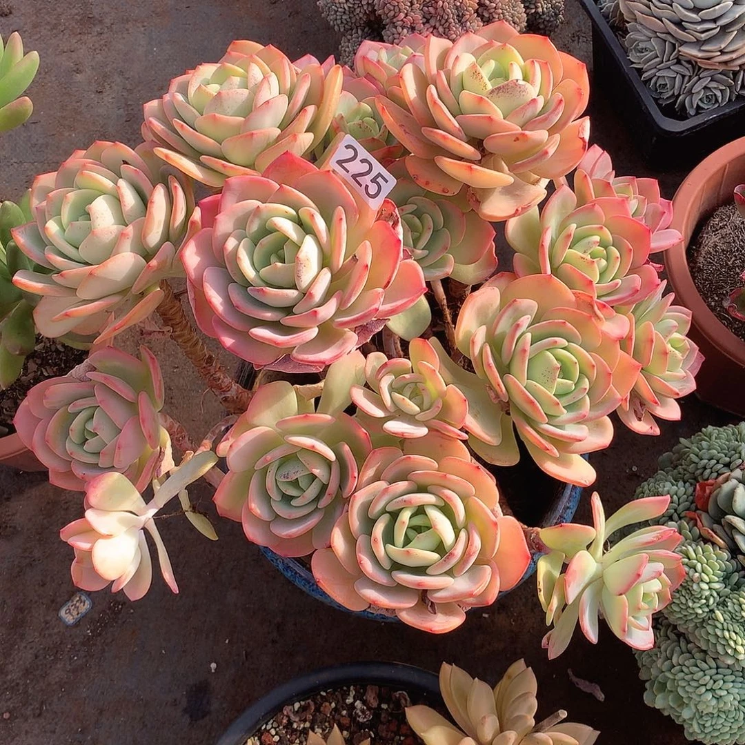 225 一物一拍多肉