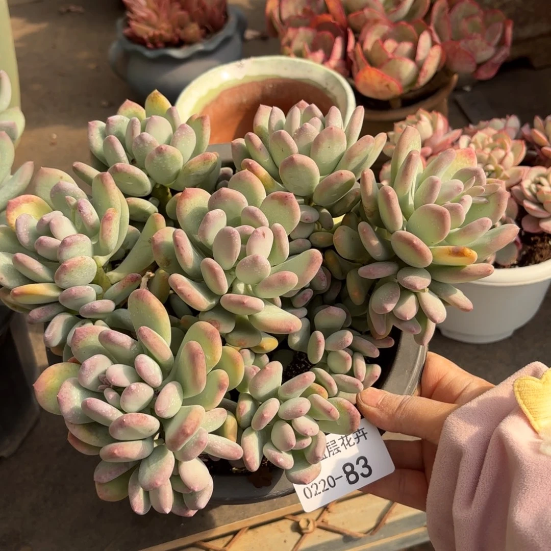 素***~同温层多肉三日月美人83