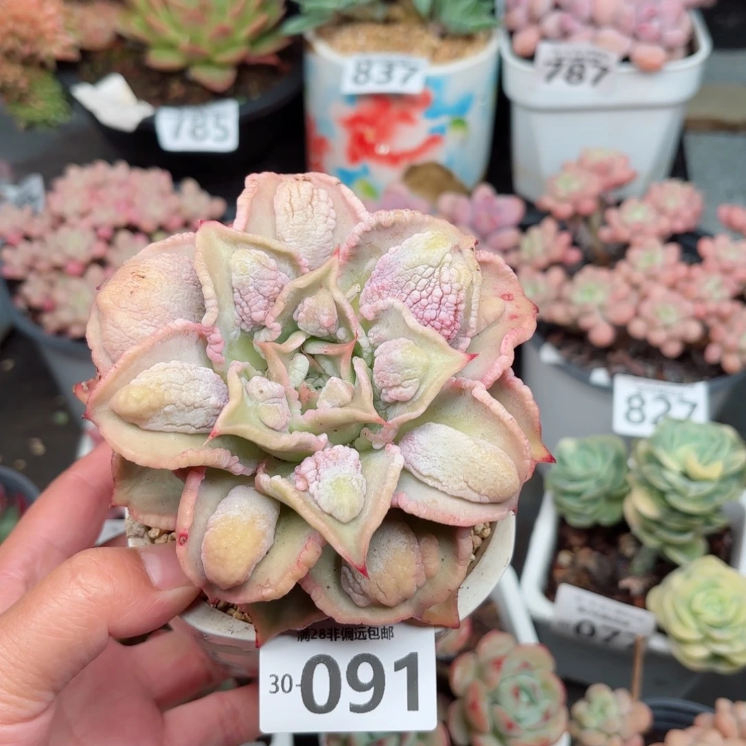留财饺子皮无盆土发货