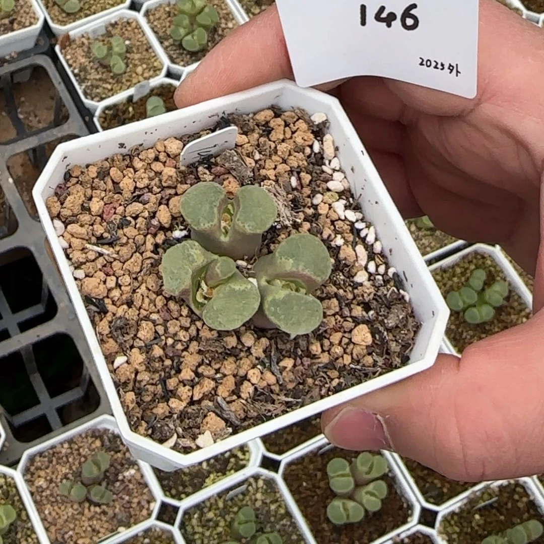 ?****?多肉多肉多肉2025-146