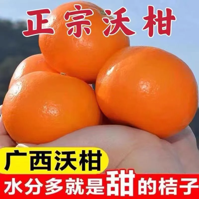 广西武鸣沃柑新鲜水果 2斤起 香甜多汁