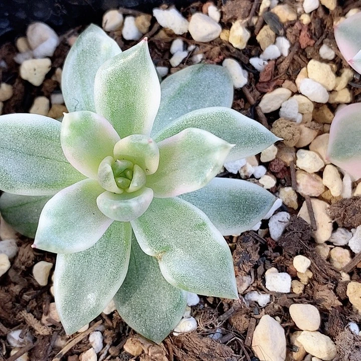 黑玫瑰一物一拍，