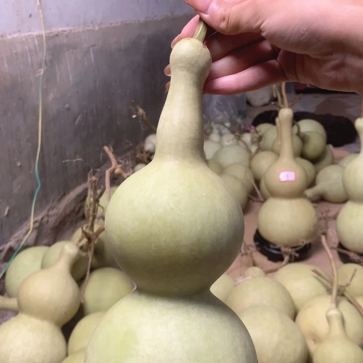 （***）中号尺寸的尺寸大小