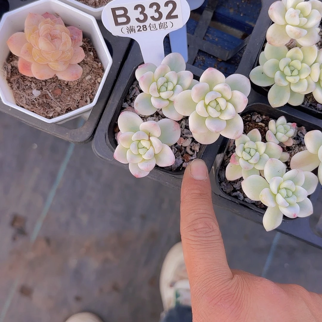 B332劳尔锦一物一拍