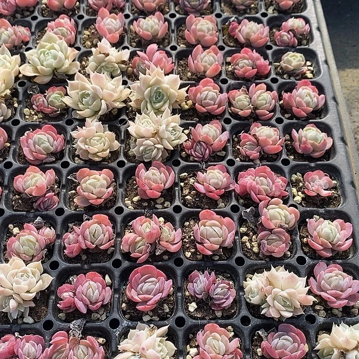 8 多肉植物盆栽花卉