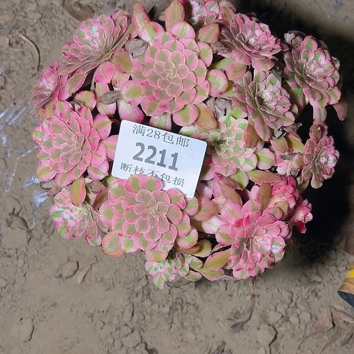2211红铜白多肉植物