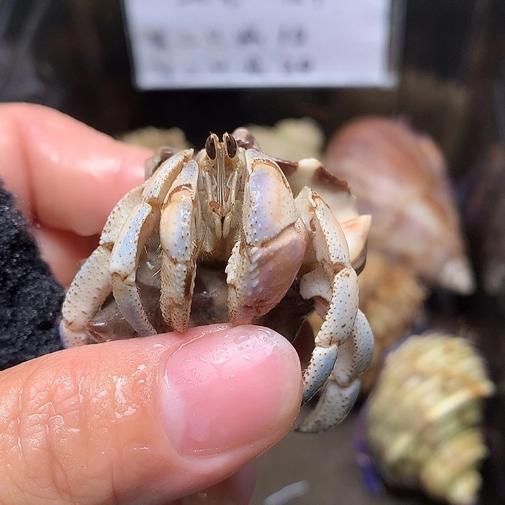 2.2口径奔跑家的寄居蟹30