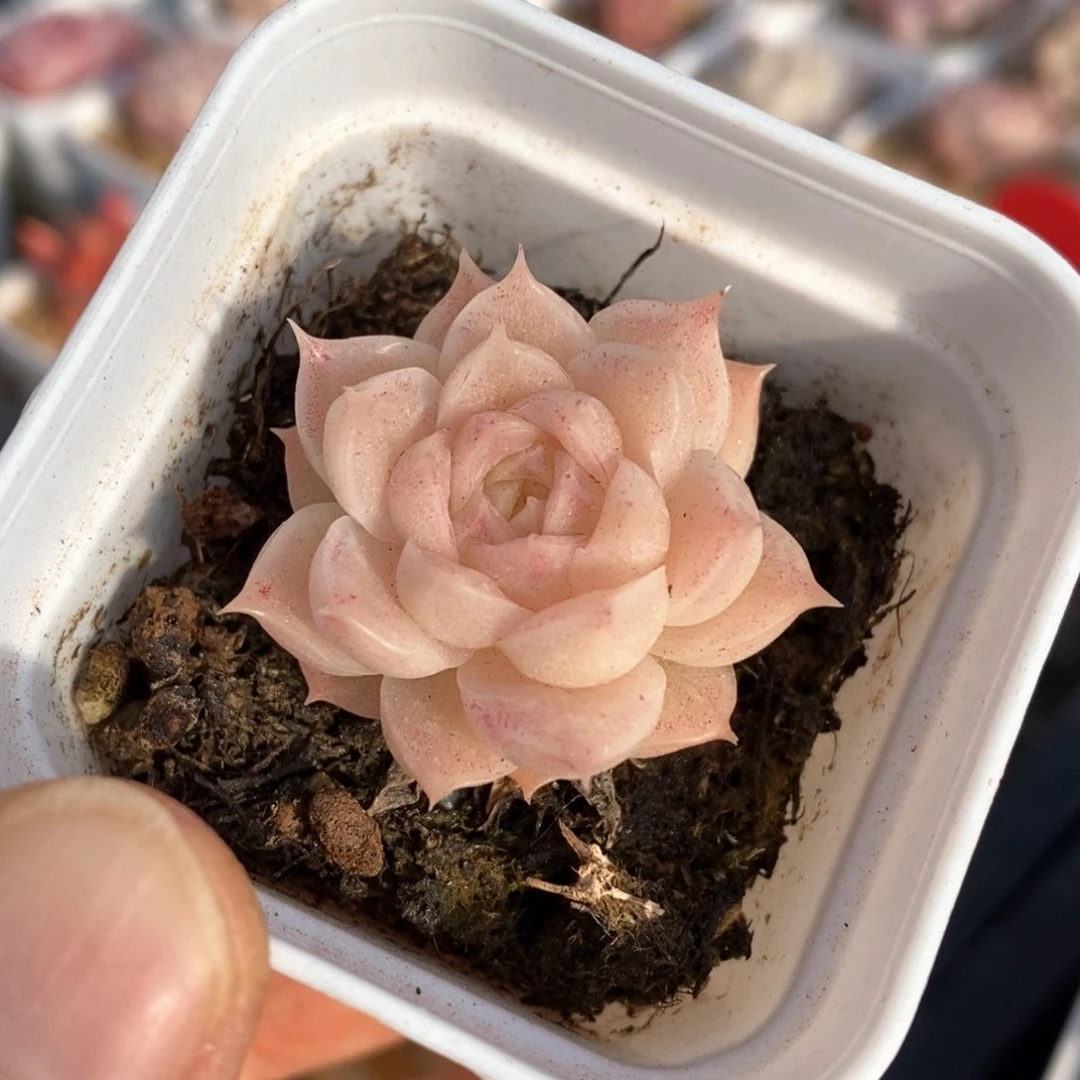 精品多肉一物一拍93