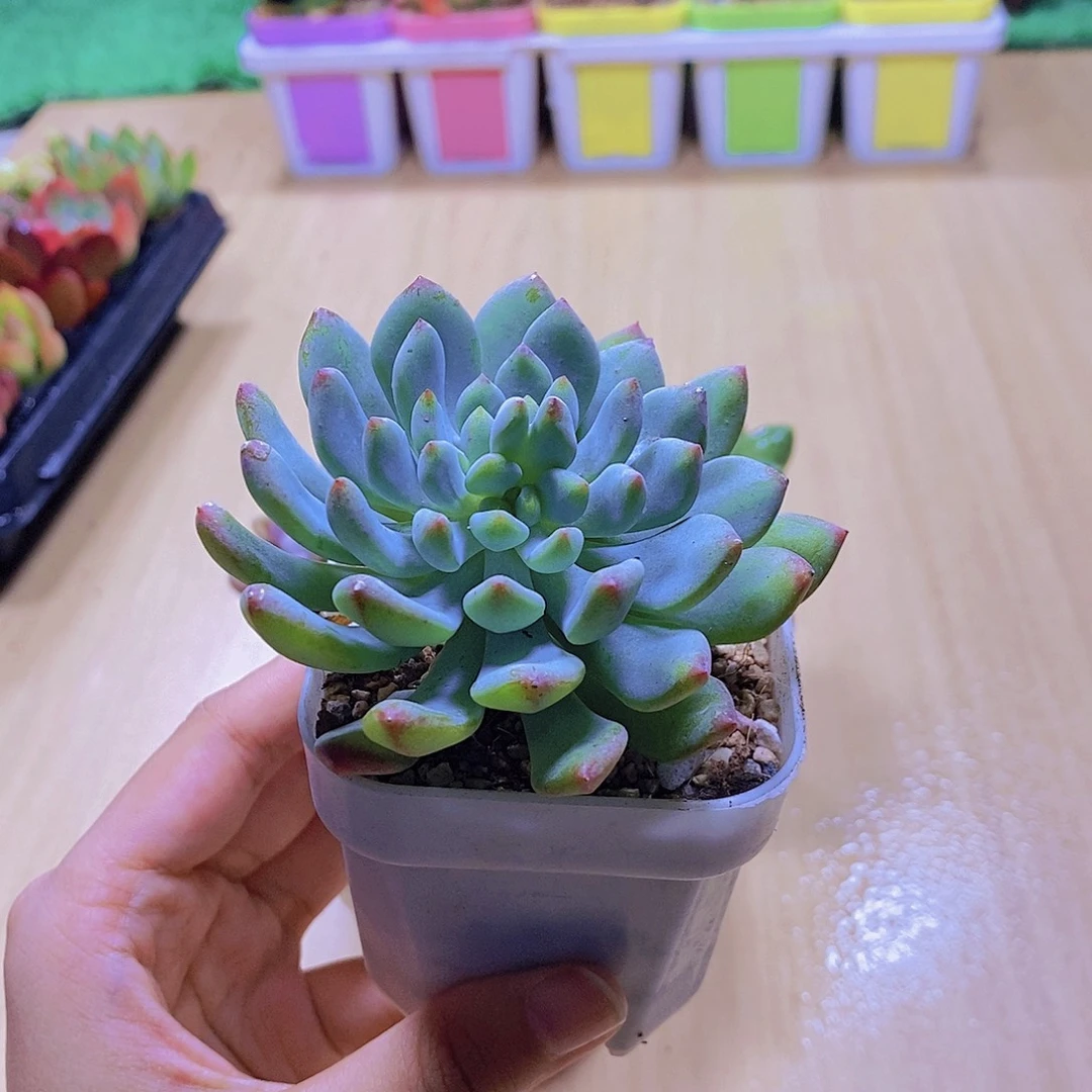无花朵多肉植物 蓝苹果单颗送盆
