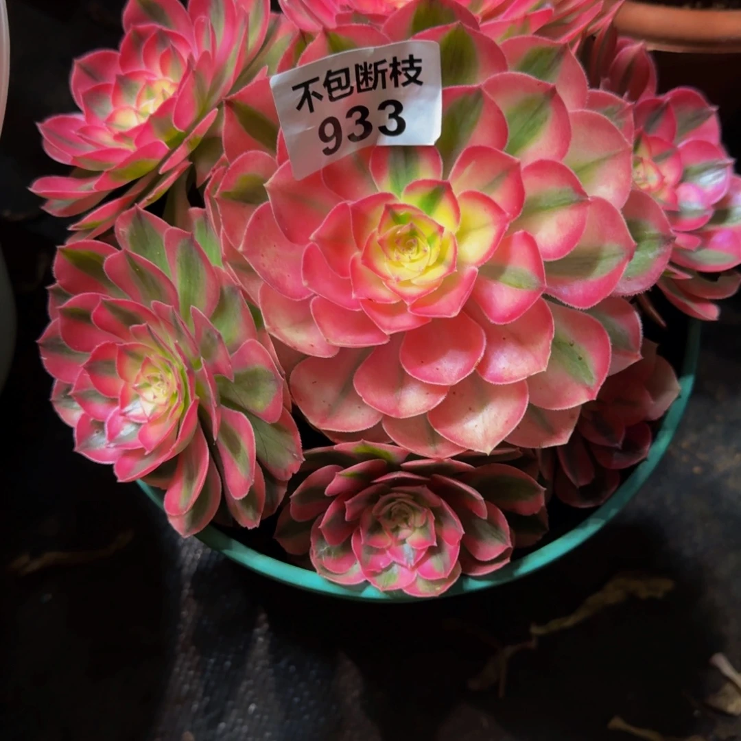 用***8933多肉植物法师号