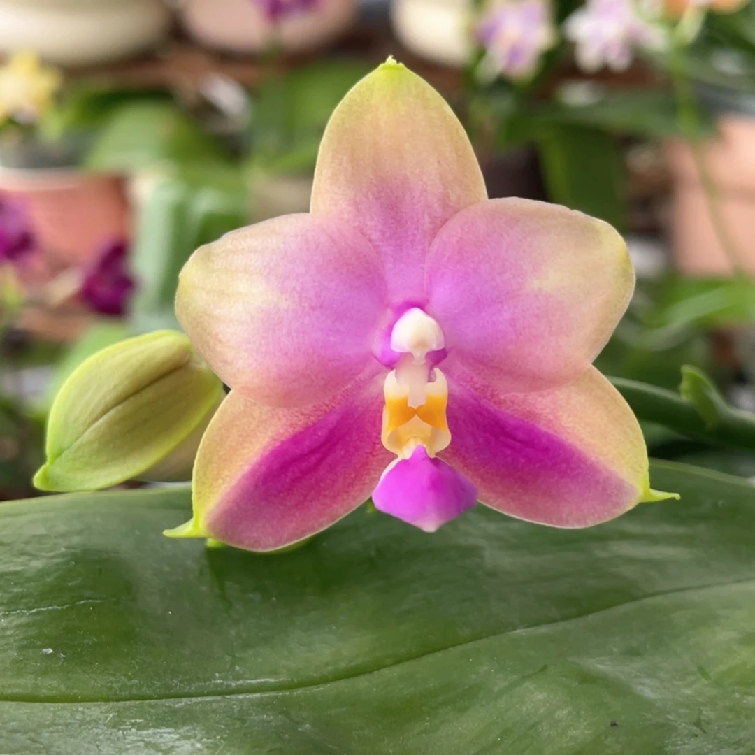 大部分开放少量花苞【蓝贝交品】2.5