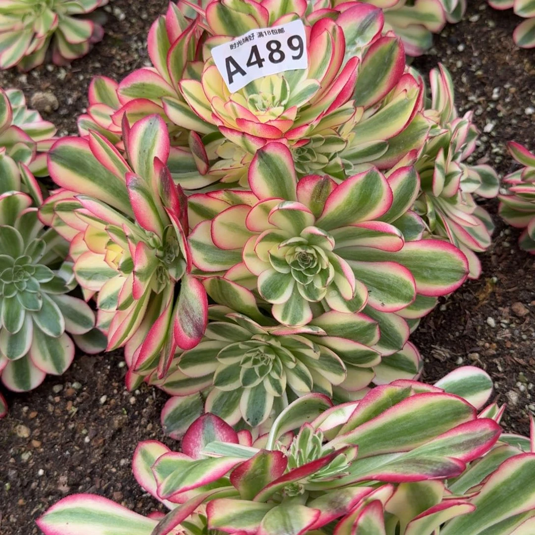 c*489荔枝。多肉植物。