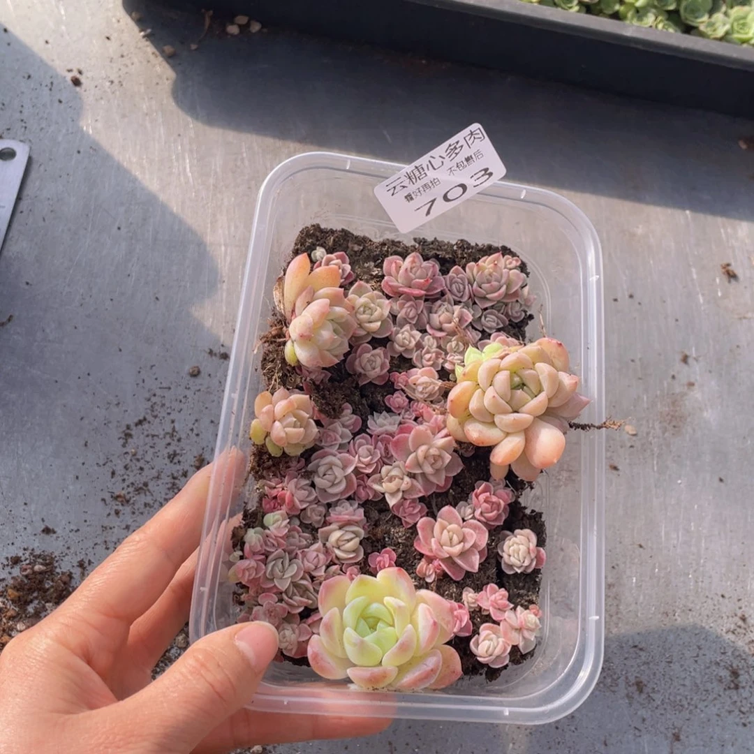 云糖心多肉植物703