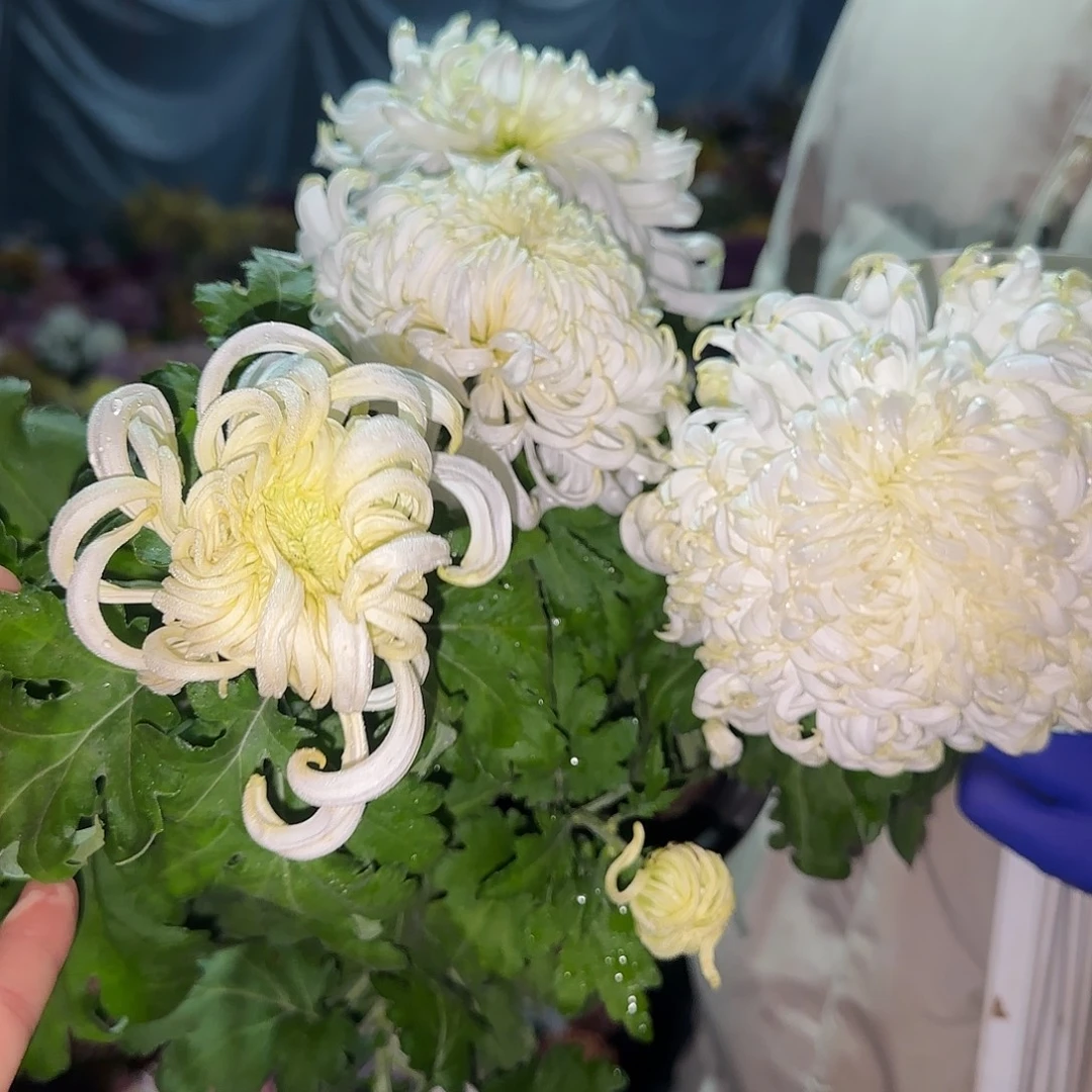 无花朵E55555555555