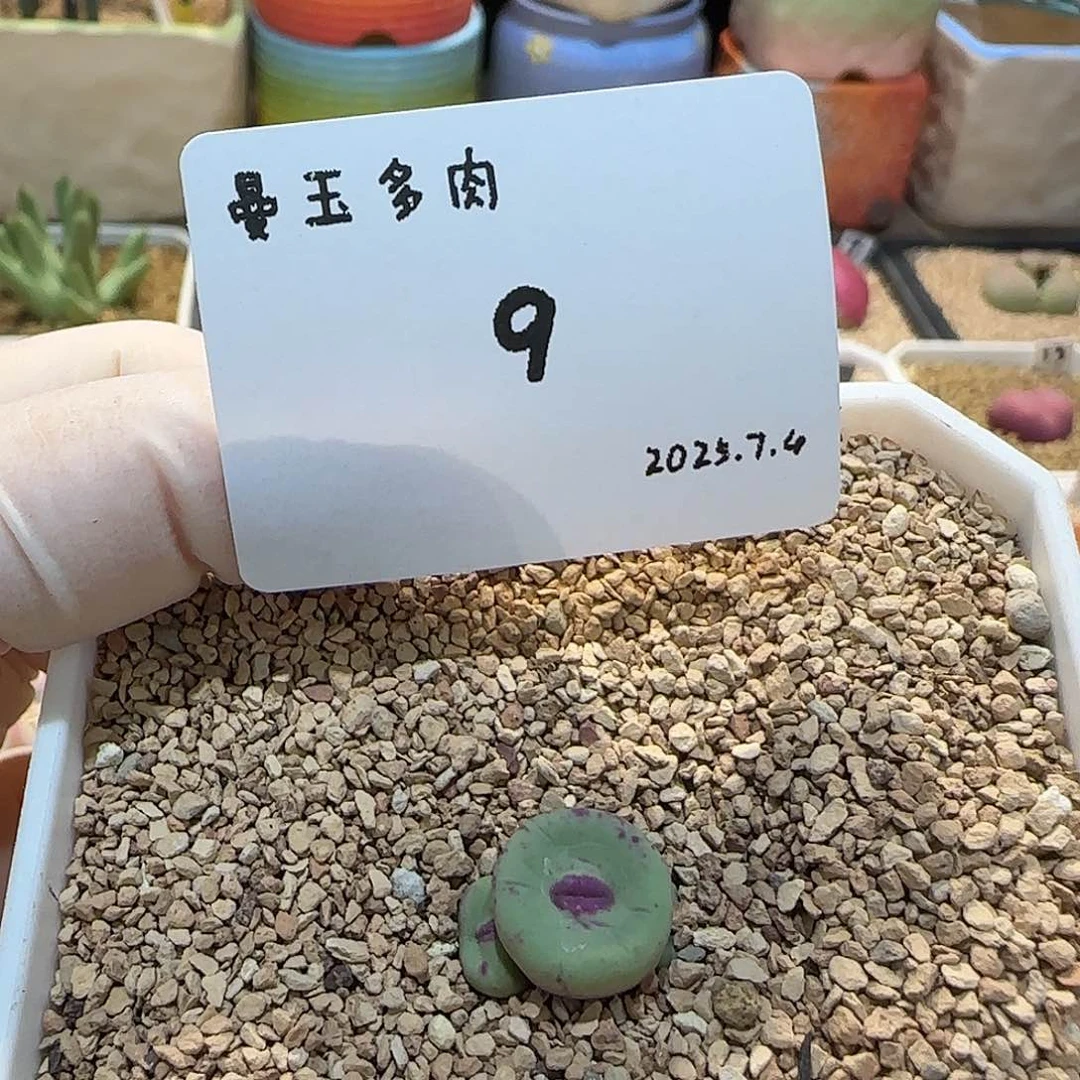 毛****多肉多肉多肉7.4-009
