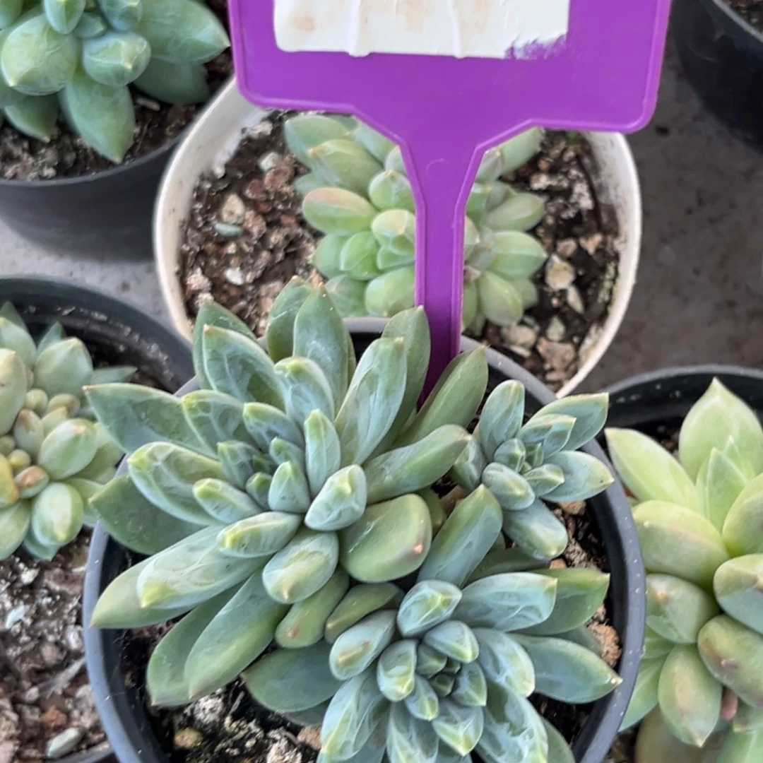 347雪花美人多肉植物