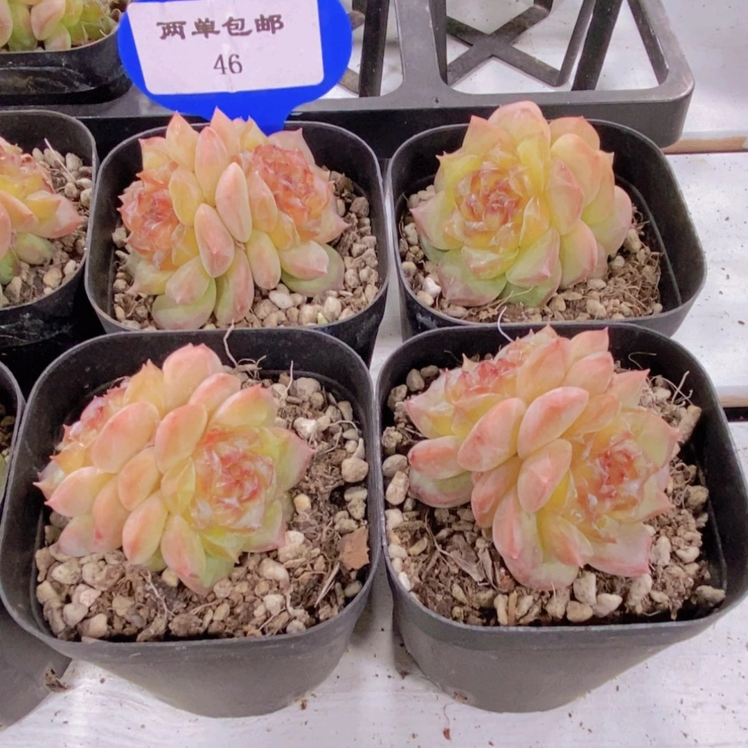 46-精品果冻透心珍妮杨枝甘露双头一个