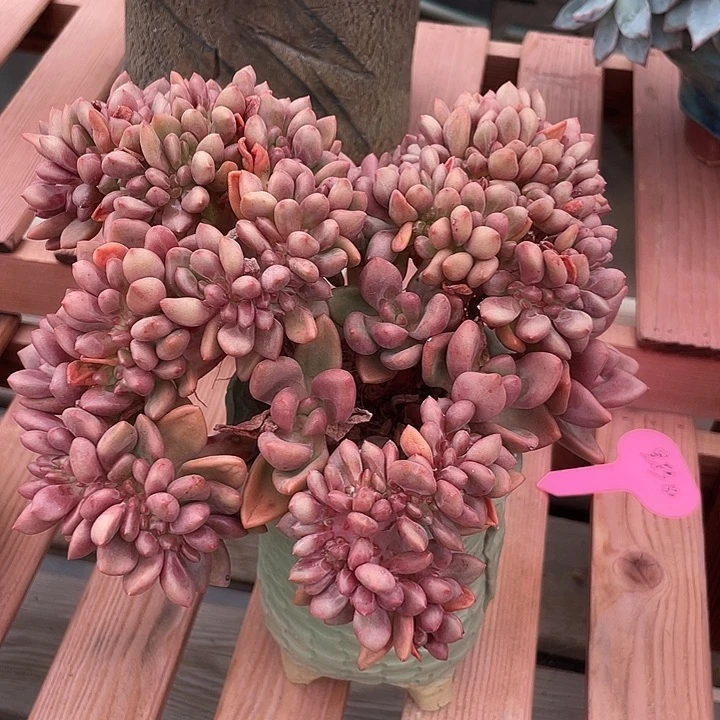 桃花源缀化多肉植物