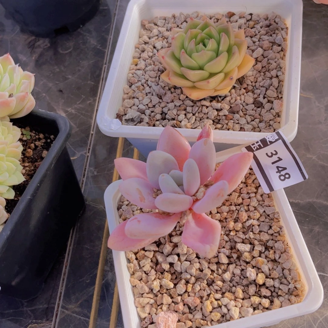 三颗多肉植物3148