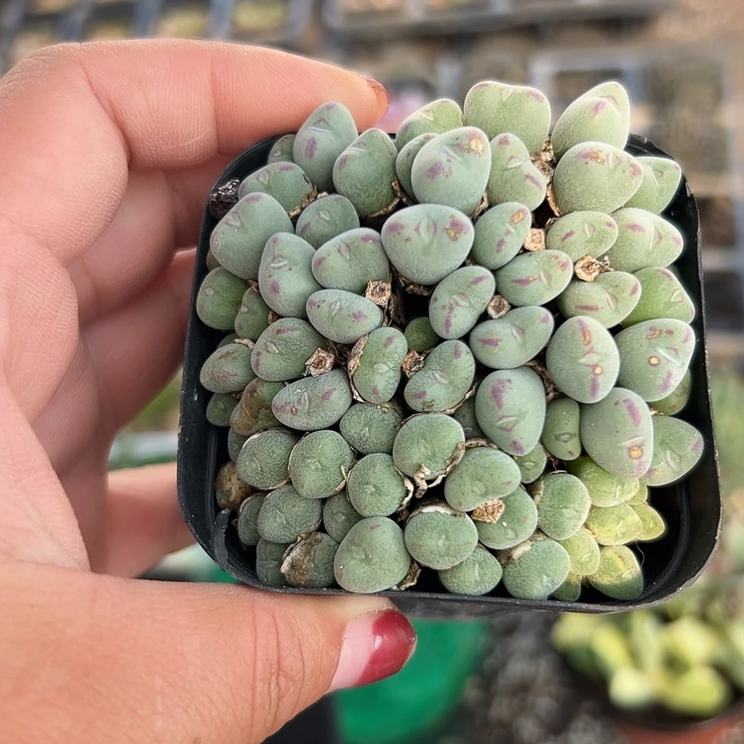 多肉植物多肉植物