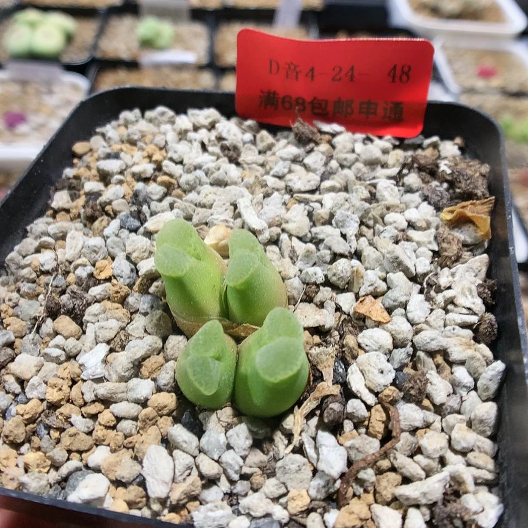 【闪购商品】4-24-48 风铃 20