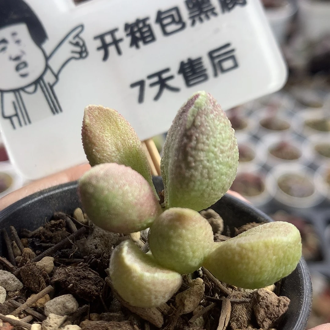 【Jun435 】优选种播实生