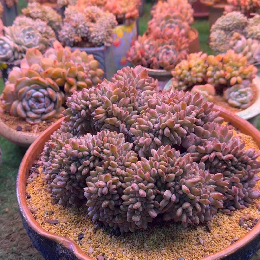 杨***.星影缀化无砍多肉