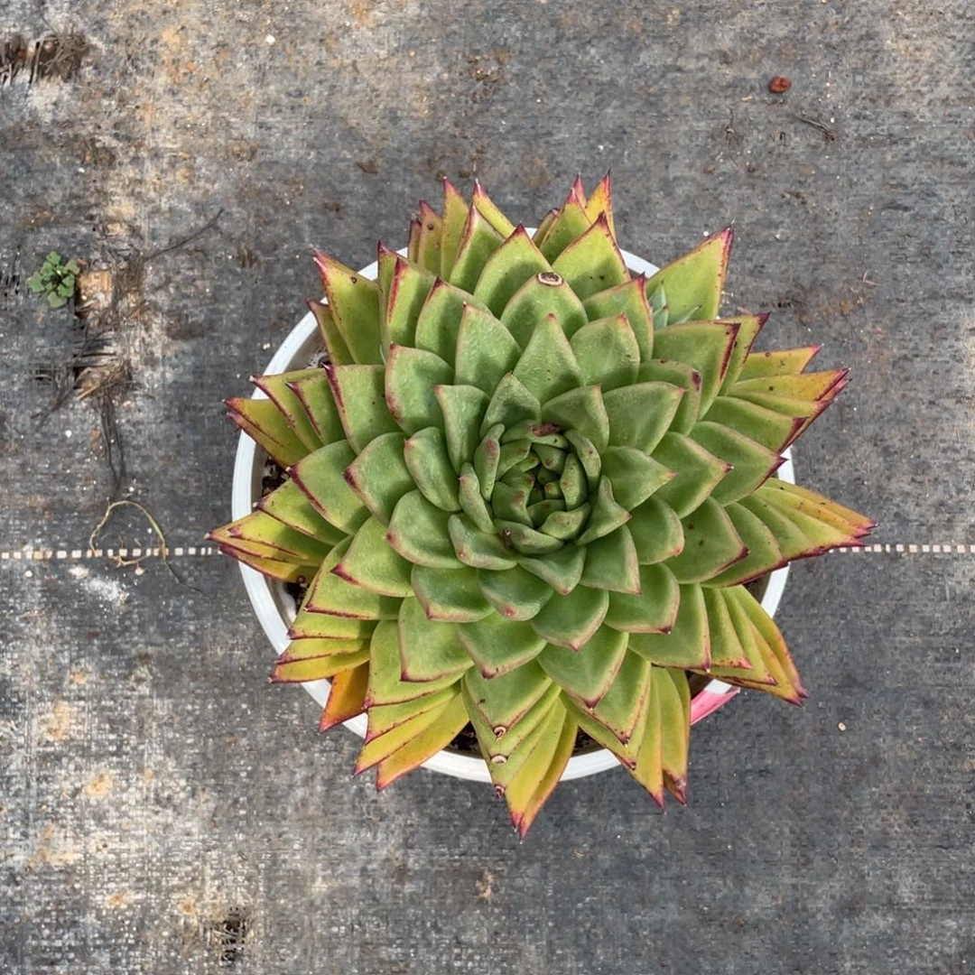 多肉植物多肉植物3023