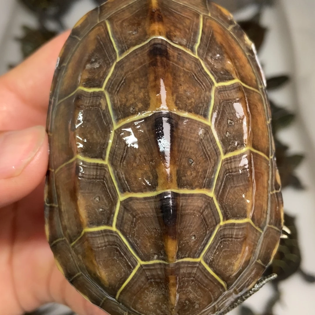 中华草龟不分公母